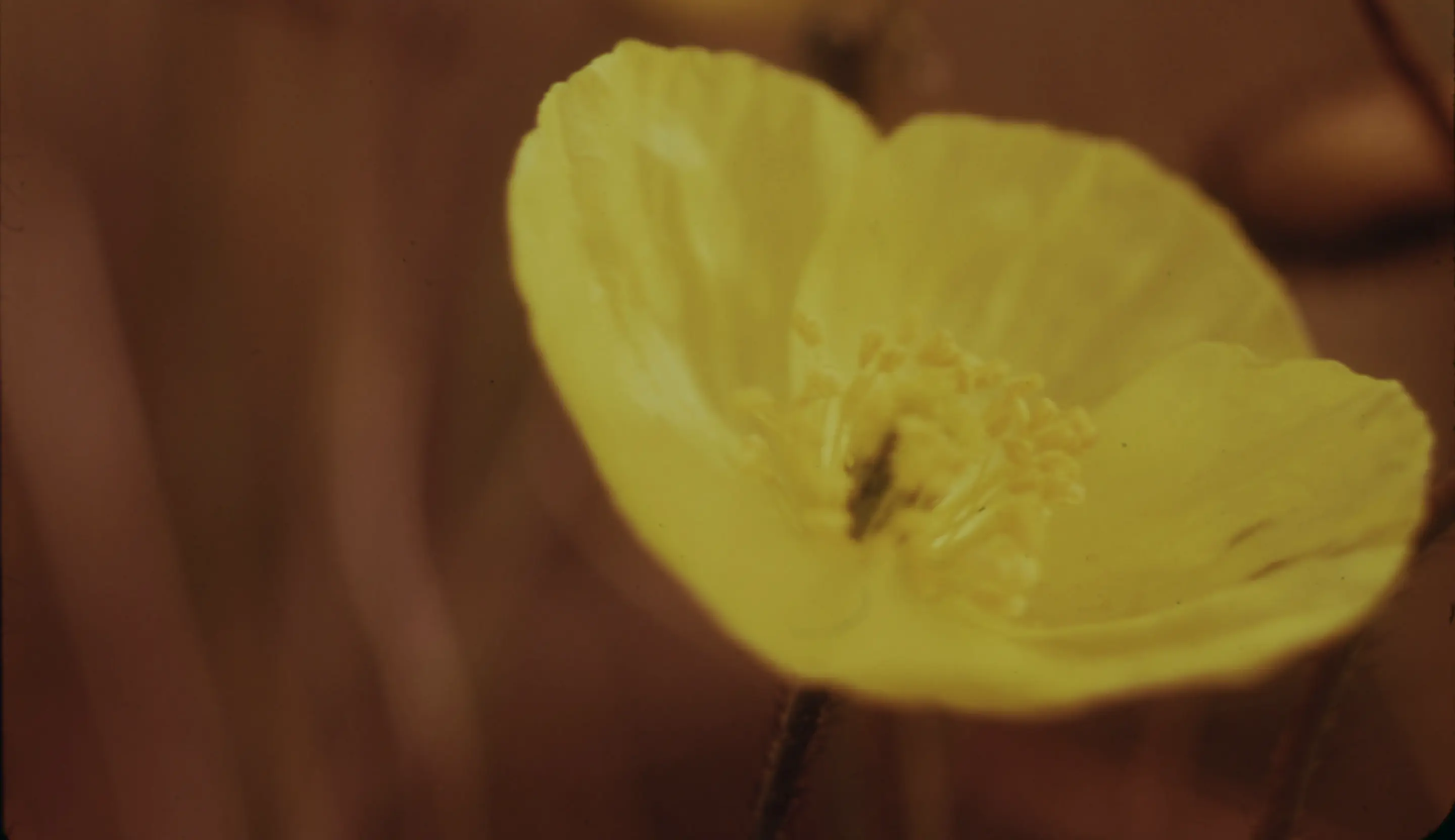 Immagine di un fiore