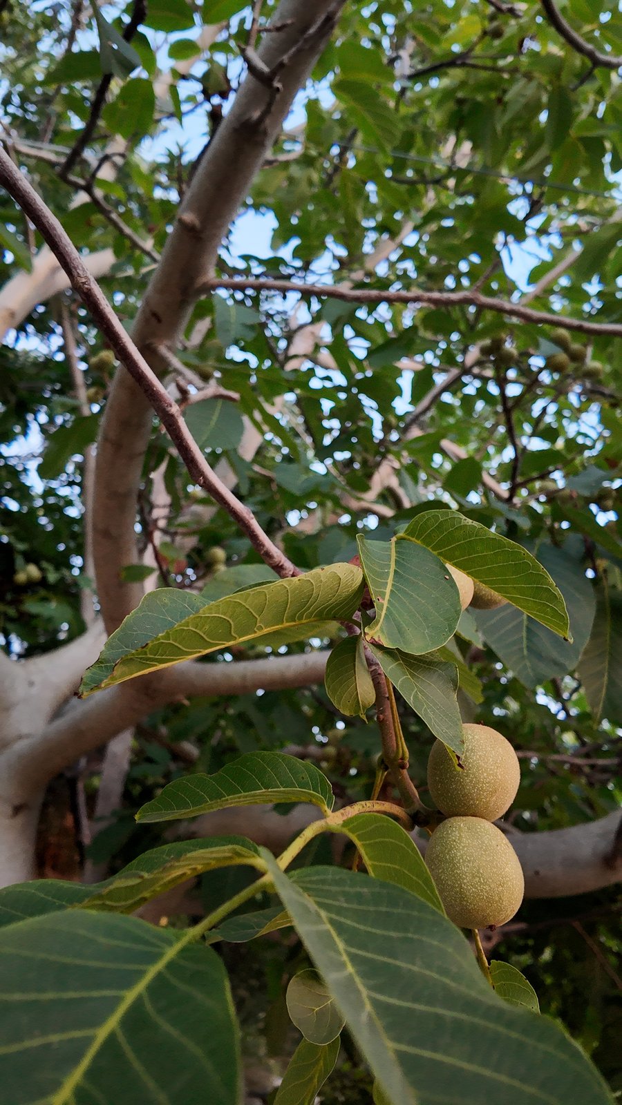 Noci