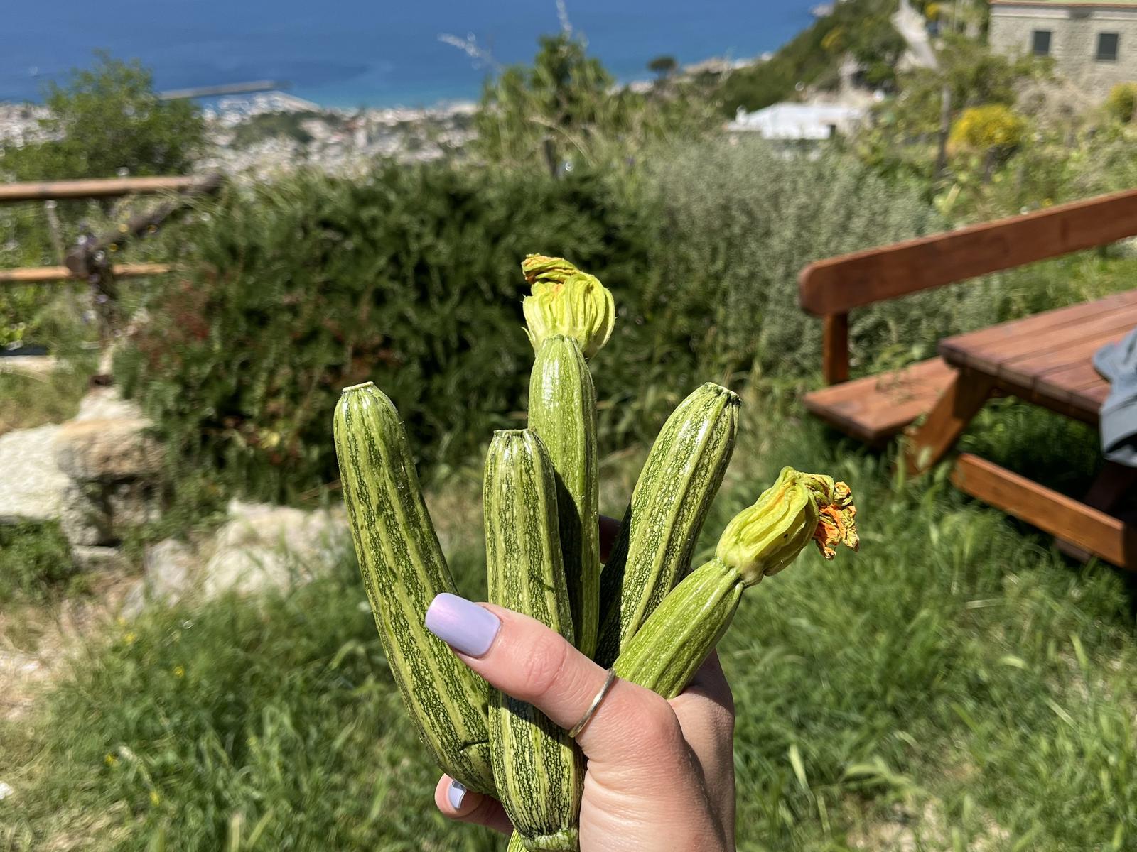 Zucchine