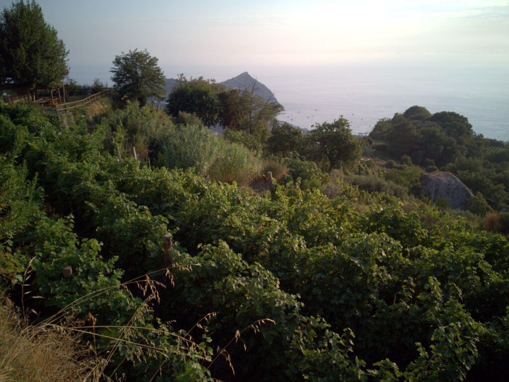 Le viti sulle terrazze, con un promontorio e il mare sullo sfondo nella luce del tramonto