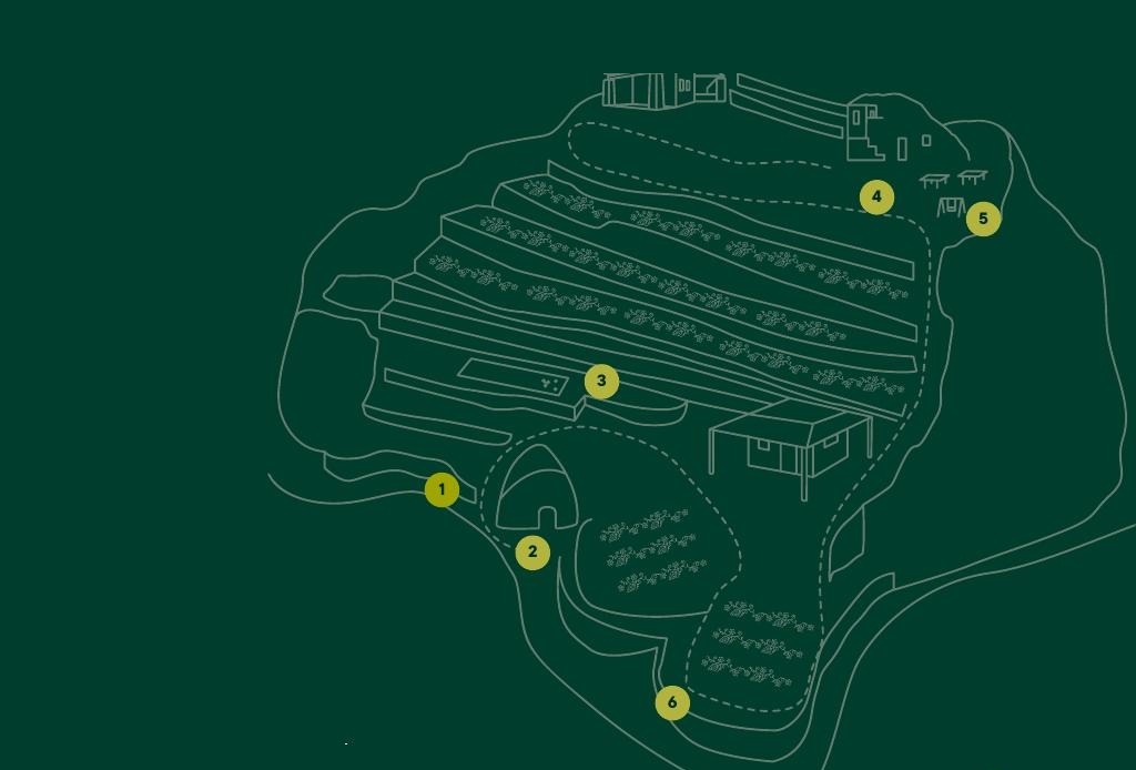 Mappa del vigneto Fiorola